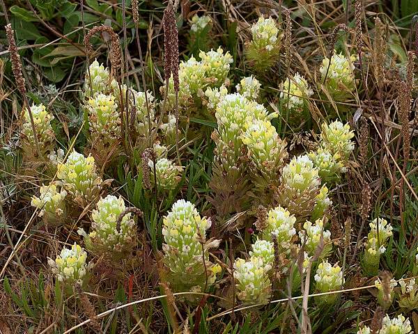 Castilleja ambigua