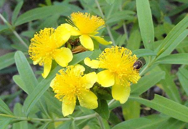 Hypericum kalmianum