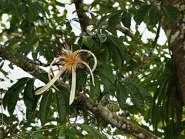 Pachira aquatica