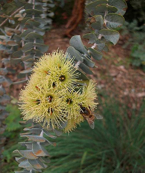 Eucalyptus kruseana