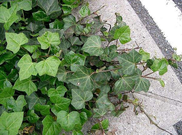 Hedera helix