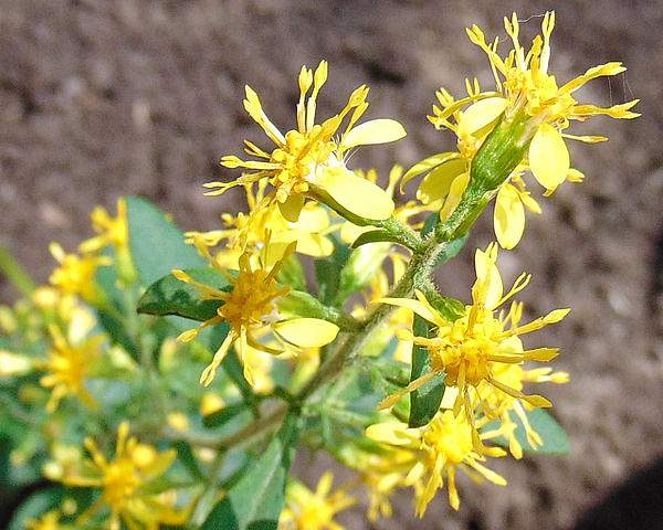 Solidago macrophylla