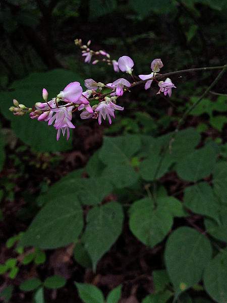 Hylodesmum glutinosum