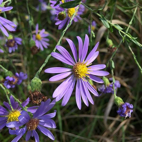 Symphyotrichum patens