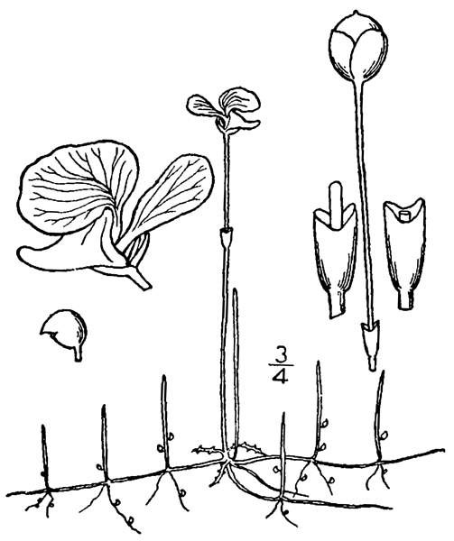 Utricularia resupinata
