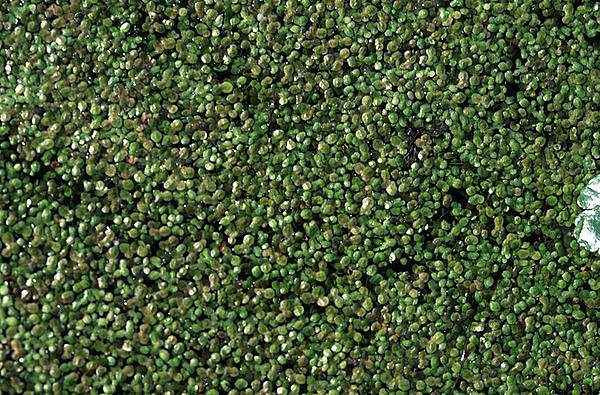 Lemna minuta