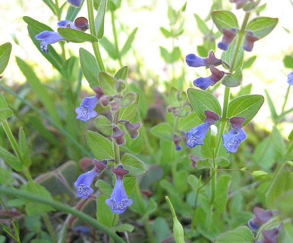 Scutellaria parvula