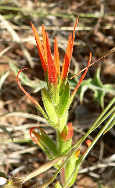 Castilleja minor