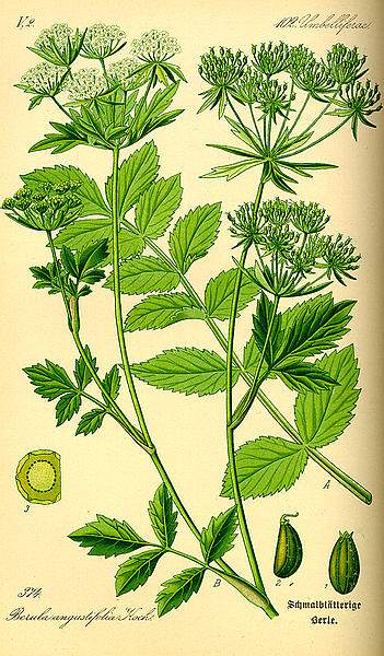 Berula erecta