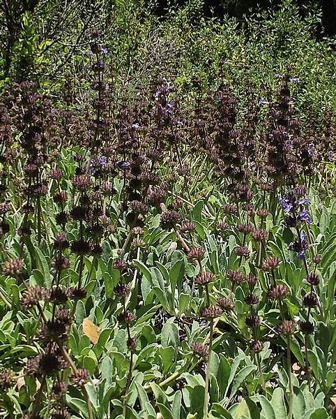 Salvia sonomensis