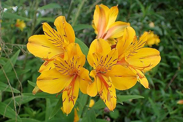 Alstroemeria aurea