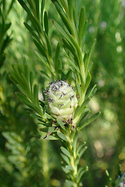 Leucadendron linifolium