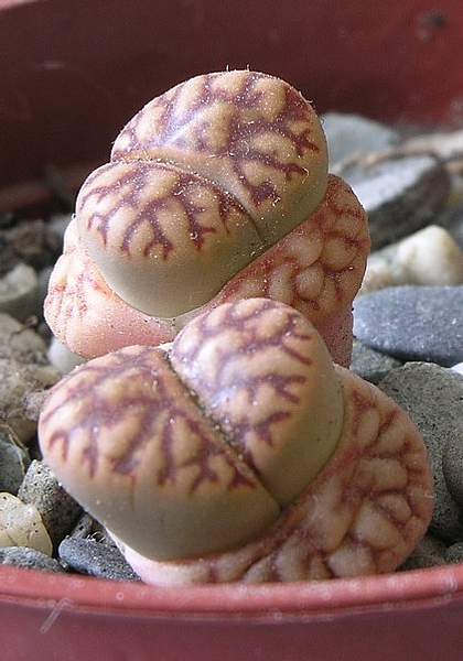 Lithops bromfieldii