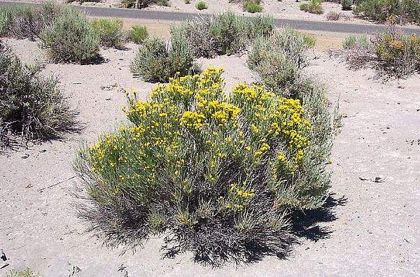 Tetradymia glabrata