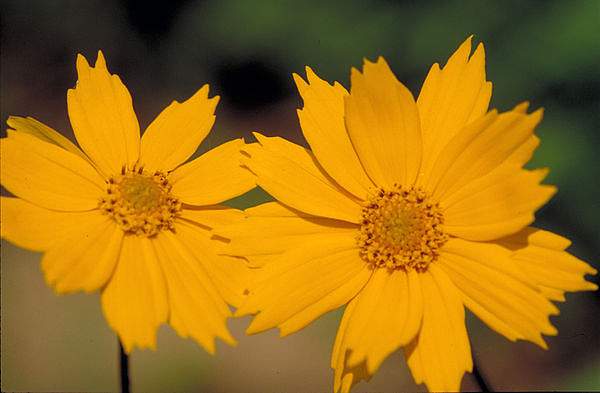 Coreopsis auriculata