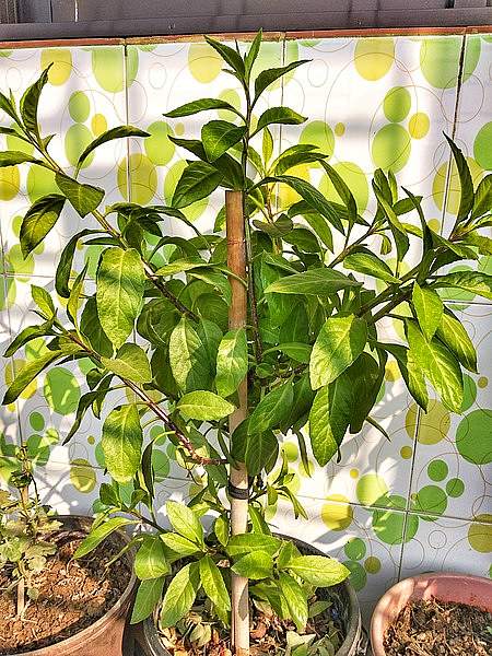 Gynura procumbens