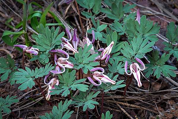 Dicentra uniflora