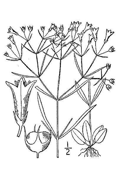Houstonia longifolia