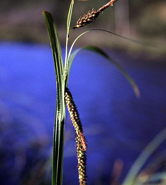 Carex lyngbyei