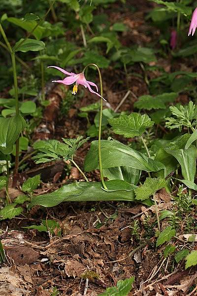 Erythronium revolutum