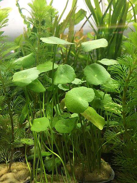 Hydrocotyle umbellata