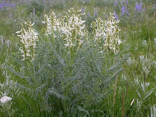 Astragalus drummondii