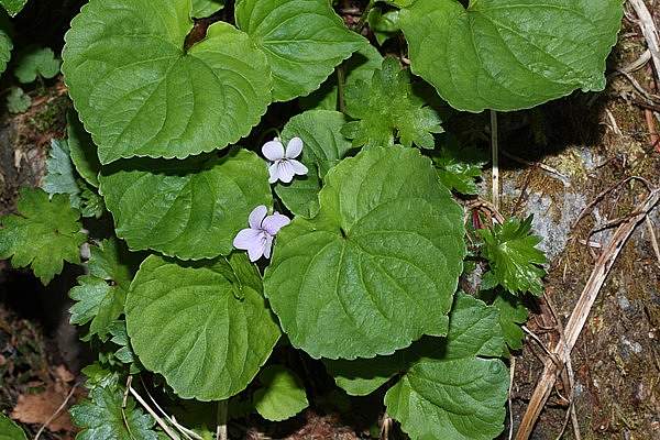 Viola palustris