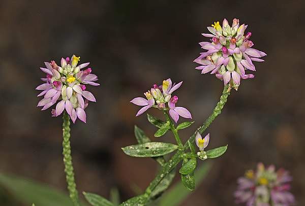 Polygala mariana