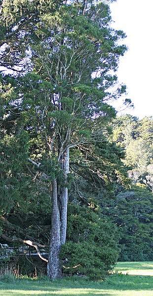 Prumnopitys taxifolia