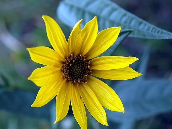 Helianthus maximiliani