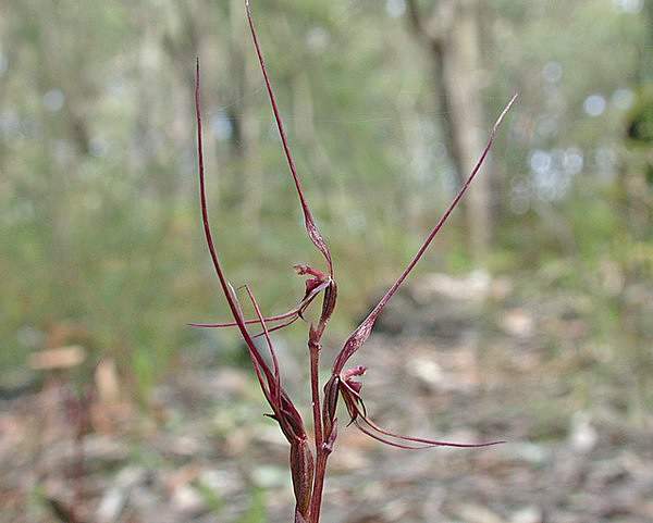 Acianthus caudatus