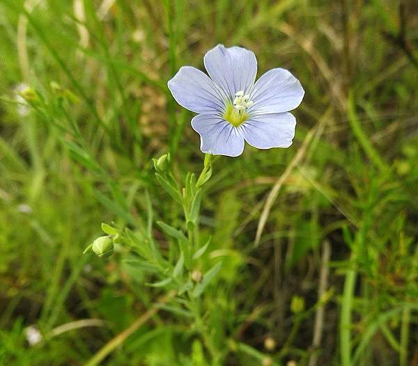 Linum pratense
