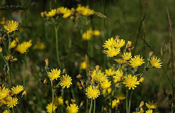 Pilosella caespitosa