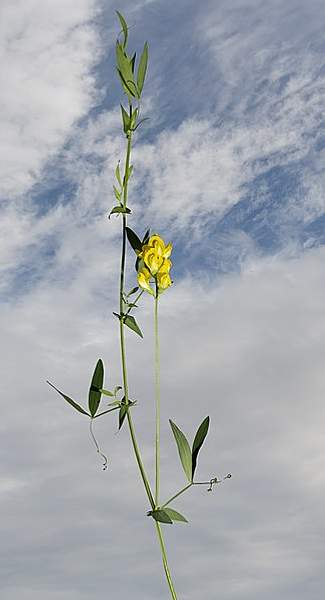 Lathyrus pratensis