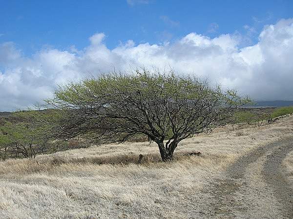 Prosopis pallida