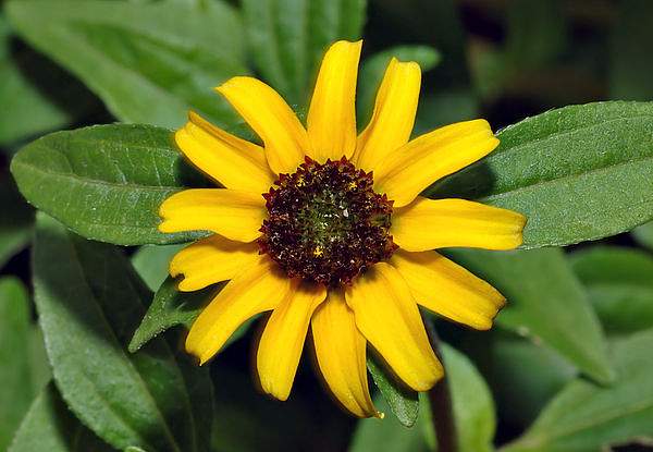 Sanvitalia procumbens