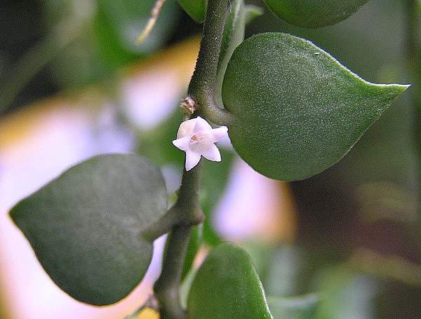 Dischidia ruscifolia