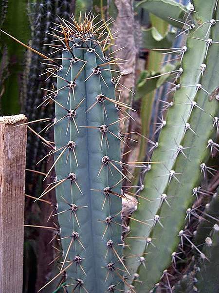 Cereus forbesii