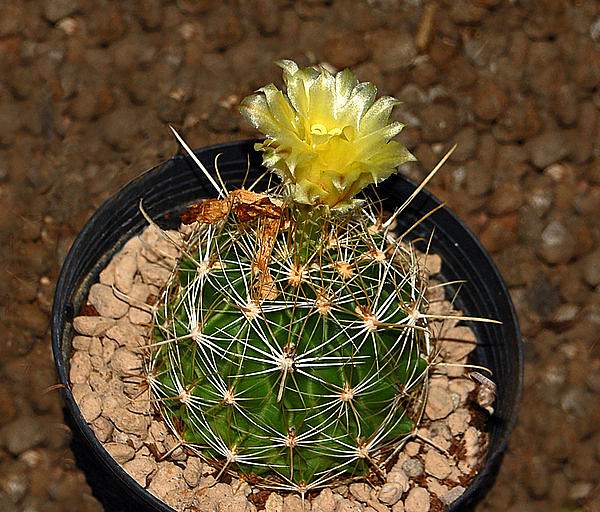 Thelocactus setispinus