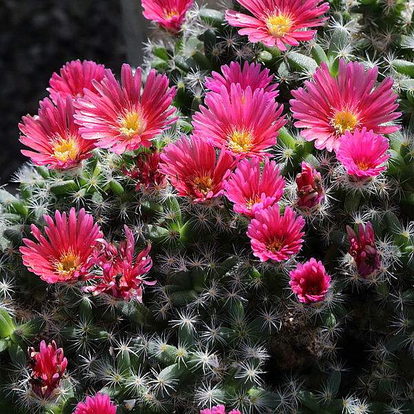Trichodiadema densum