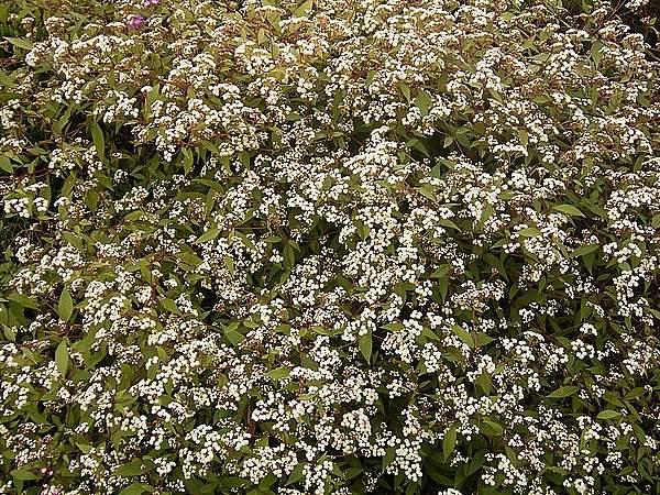 Ageratina riparia