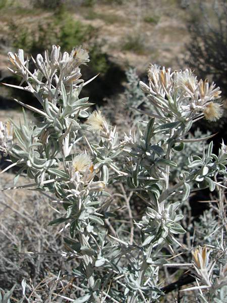 Tetradymia stenolepis