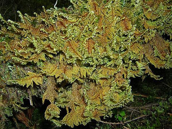 Ctenidium molluscum