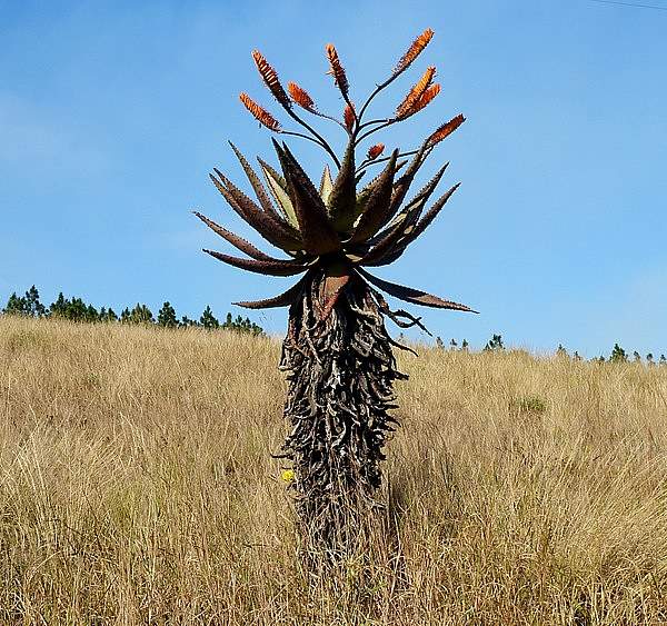 Aloe marlothii
