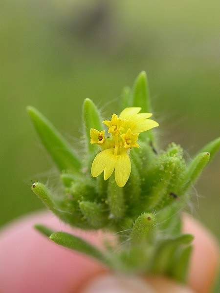 Madia glomerata