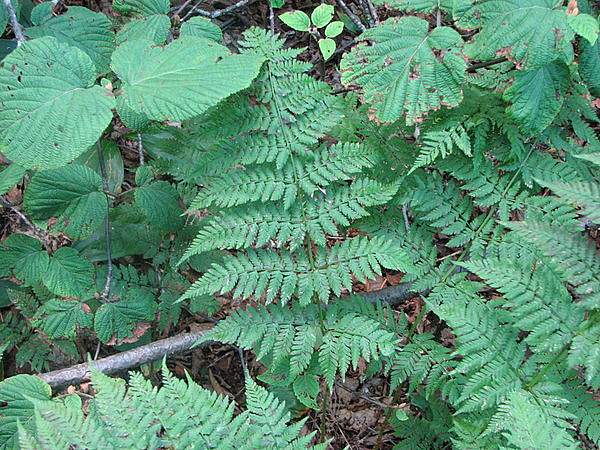 Dryopteris campyloptera