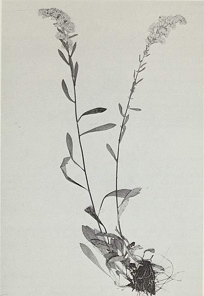 Solidago spathulata