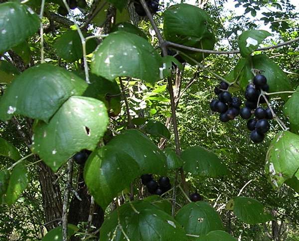 Vitis mustangensis