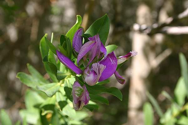 Polygala myrtifolia