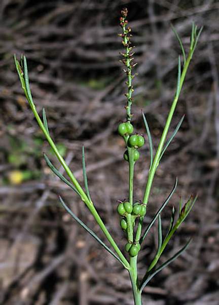 Stillingia linearifolia